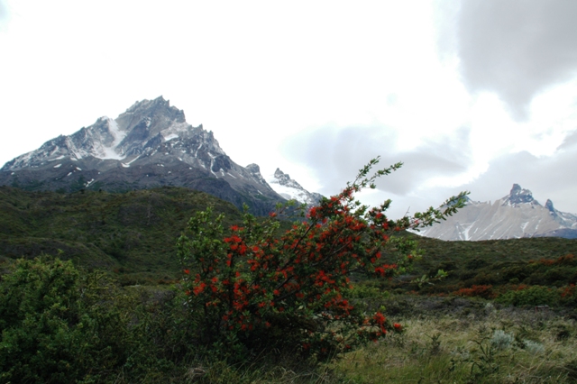 153_Patagonia_Chile_NP_Torres_del_Paine.JPG