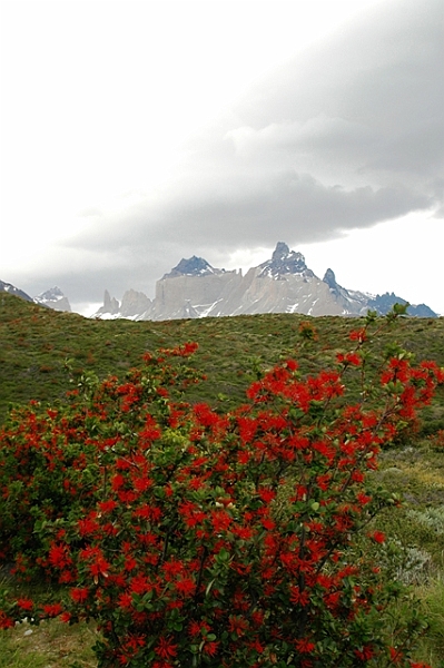 174_Patagonia_Chile_NP_Torres_del_Paine.JPG