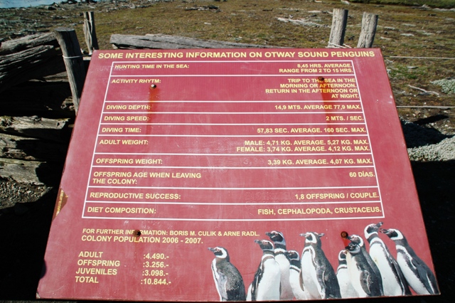 285_Patagonia_Chile_Punta_Arenas_Penguin_Colony.JPG
