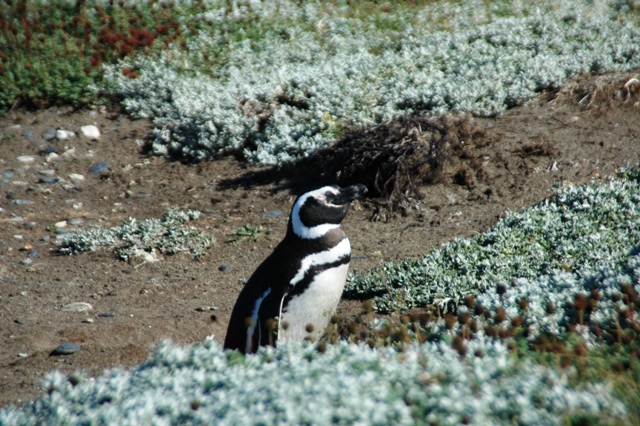 288_Patagonia_Chile_Punta_Arenas_Penguin_Colony.JPG