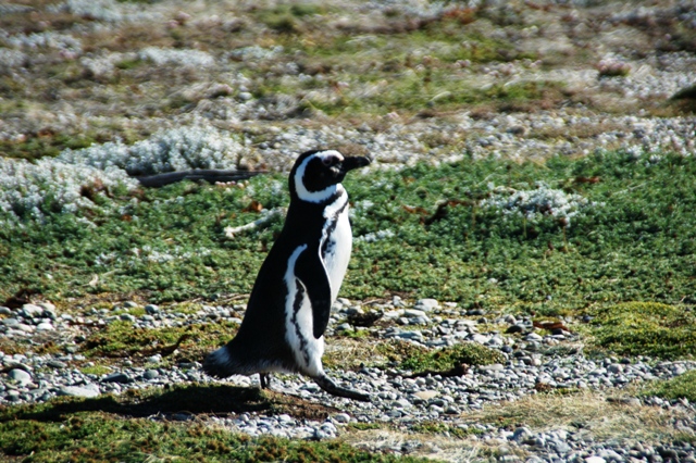 289_Patagonia_Chile_Punta_Arenas_Penguin_Colony.JPG