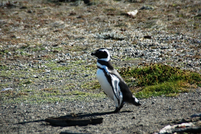 294_Patagonia_Chile_Punta_Arenas_Penguin_Colony.JPG