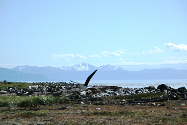295_Patagonia_Chile_Punta_Arenas_Penguin_Colony.JPG