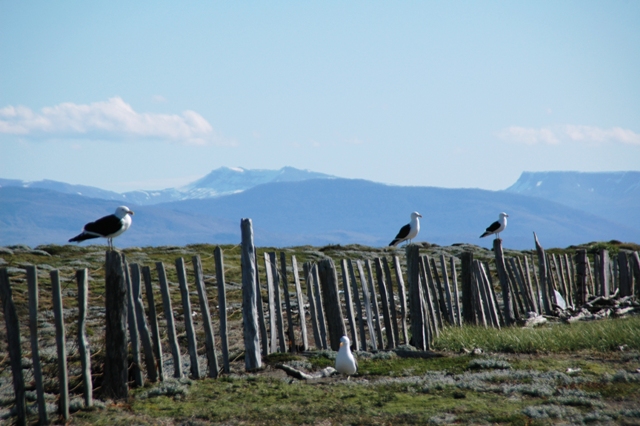 296_Patagonia_Chile_Punta_Arenas_Penguin_Colony.JPG
