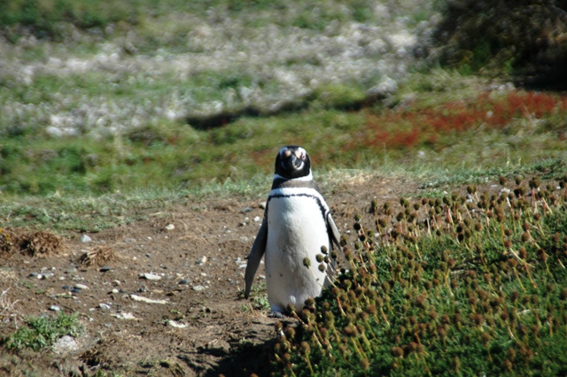 300_Patagonia_Chile_Punta_Arenas_Penguin_Colony.JPG