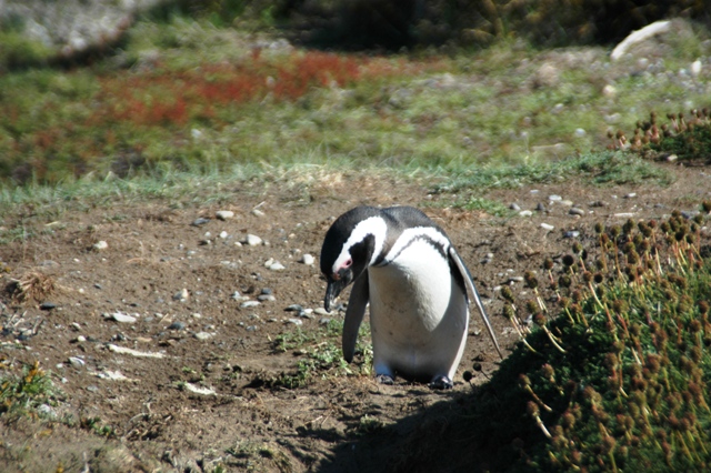 301_Patagonia_Chile_Punta_Arenas_Penguin_Colony.JPG