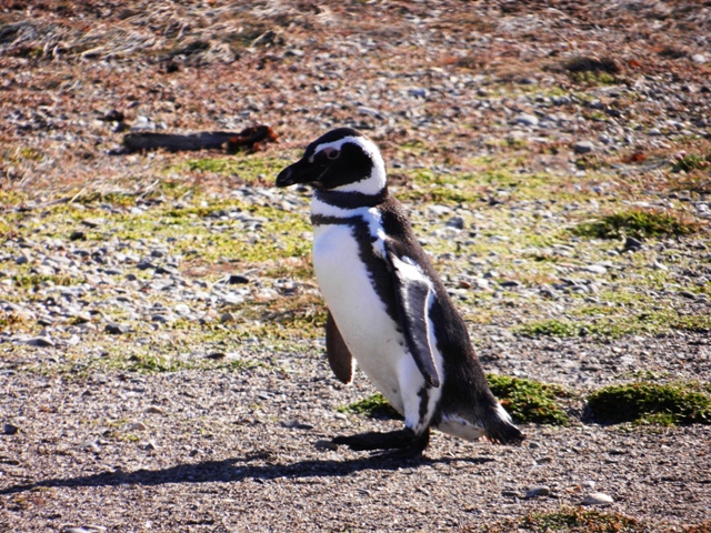 310_Patagonia_Chile_Punta_Arenas_Penguin_Colony.JPG