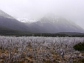 136_Patagonia_Argentina_NP_Los_Glaciares_Fitz_Roy