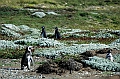 287_Patagonia_Chile_Punta_Arenas_Penguin_Colony