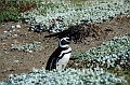 288_Patagonia_Chile_Punta_Arenas_Penguin_Colony