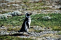 289_Patagonia_Chile_Punta_Arenas_Penguin_Colony
