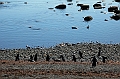 291_Patagonia_Chile_Punta_Arenas_Penguin_Colony