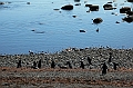 291_Patagonia_Chile_Punta_Arenas_Penguin_Colony