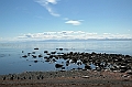 293_Patagonia_Chile_Punta_Arenas_Penguin_Colony
