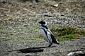 294_Patagonia_Chile_Punta_Arenas_Penguin_Colony