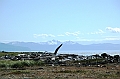 295_Patagonia_Chile_Punta_Arenas_Penguin_Colony