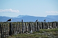 296_Patagonia_Chile_Punta_Arenas_Penguin_Colony