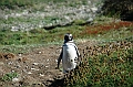 300_Patagonia_Chile_Punta_Arenas_Penguin_Colony