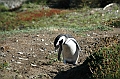 301_Patagonia_Chile_Punta_Arenas_Penguin_Colony