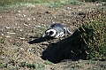 302_Patagonia_Chile_Punta_Arenas_Penguin_Colony