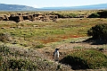 304_Patagonia_Chile_Punta_Arenas_Penguin_Colony