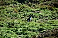 305_Patagonia_Chile_Punta_Arenas_Penguin_Colony