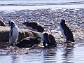 307_Patagonia_Chile_Punta_Arenas_Penguin_Colony