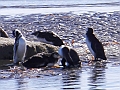 307_Patagonia_Chile_Punta_Arenas_Penguin_Colony