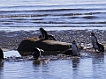 308_Patagonia_Chile_Punta_Arenas_Penguin_Colony