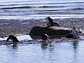 309_Patagonia_Chile_Punta_Arenas_Penguin_Colony