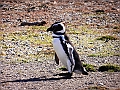 310_Patagonia_Chile_Punta_Arenas_Penguin_Colony