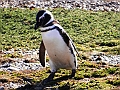 311_Patagonia_Chile_Punta_Arenas_Penguin_Colony