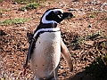 312_Patagonia_Chile_Punta_Arenas_Penguin_Colony