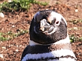 313_Patagonia_Chile_Punta_Arenas_Penguin_Colony