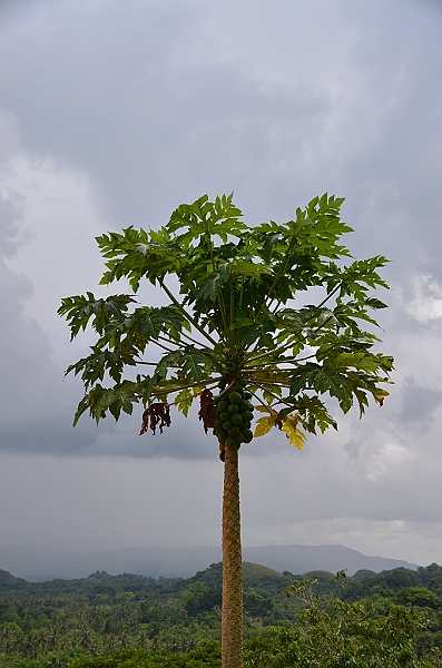 188_Philippines_Bohol_Chocolate_Hills.JPG