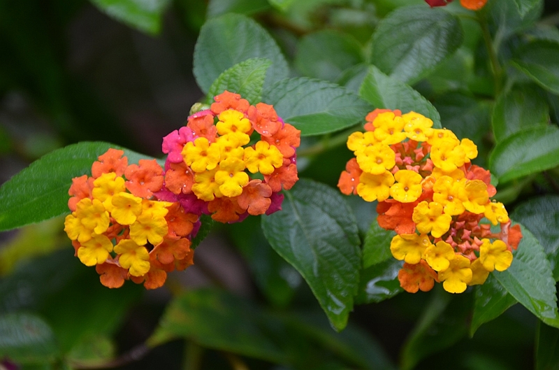 195_Philippines_Bohol_Butterfly_Conservation_Center.JPG