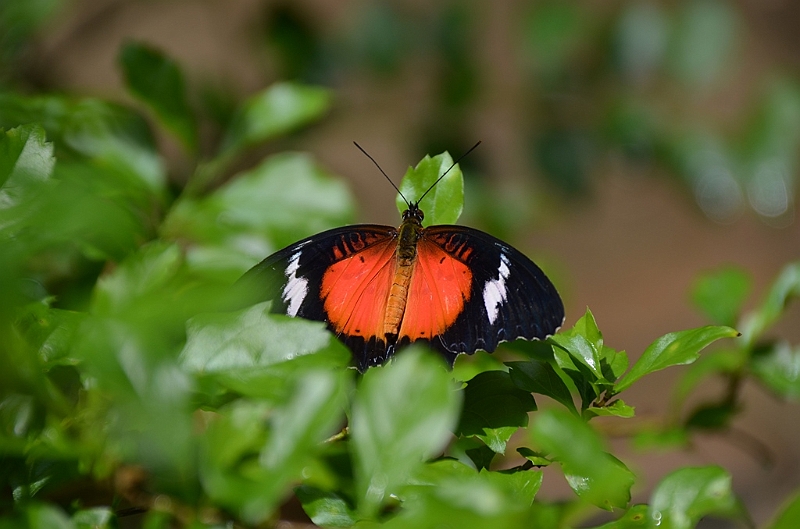 201_Philippines_Bohol_Butterfly_Conservation_Center.JPG