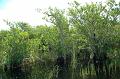 191_USA_Everglades_National_Park