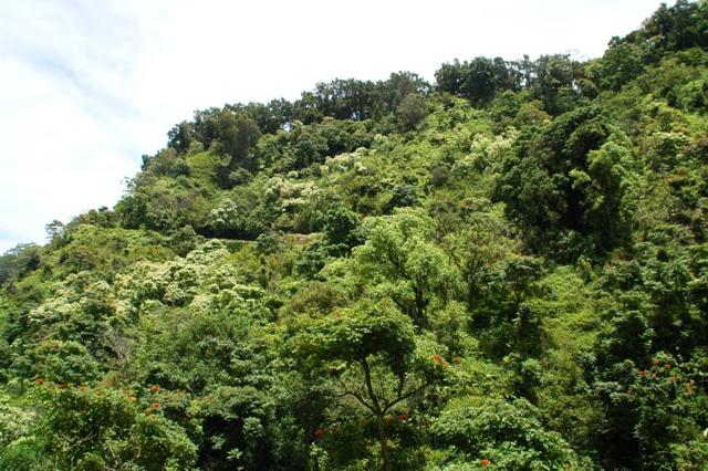 256_USA_Hawaii_Maui_The_Road_to_Hana.JPG