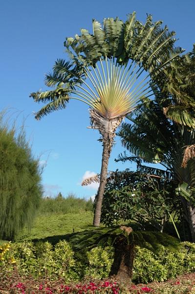 327_USA_Hawaii_Maui_Kapalua_The_Ridge_Villas.JPG
