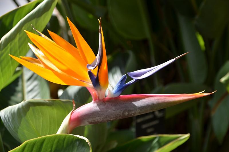 259_Portugal_Madeira_Funchal_Botanical_Garden.JPG