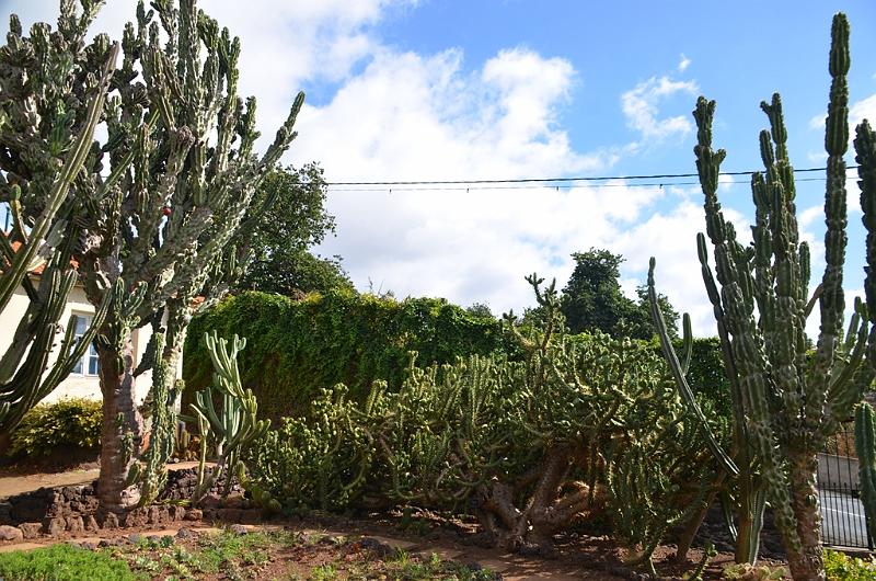 271_Portugal_Madeira_Funchal_Botanical_Garden.JPG