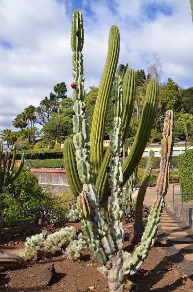 272_Portugal_Madeira_Funchal_Botanical_Garden.JPG