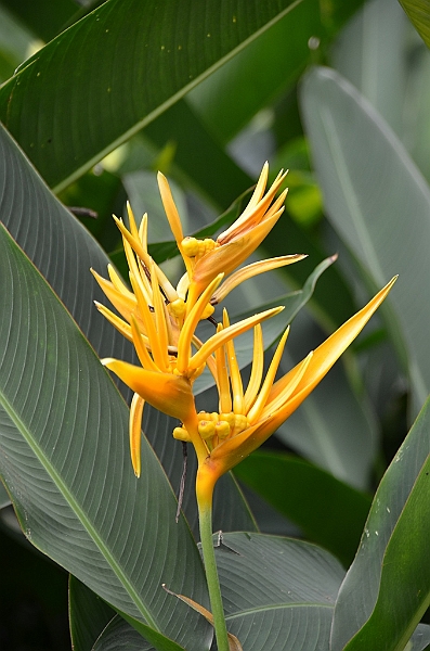 140_Singapore_Botanic_Gardens.JPG