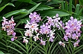 147_Singapore_Botanic_Gardens