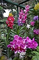 164_Singapore_Botanic_Gardens