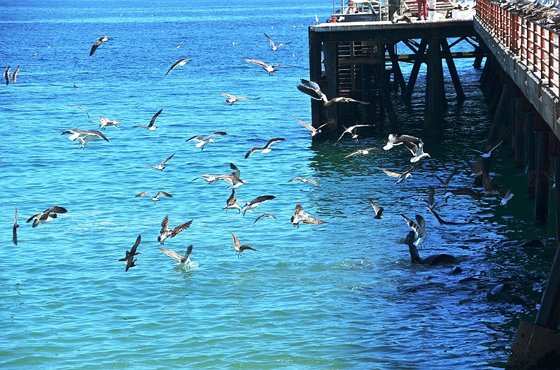 146_Chile_Vina_del_Mar.JPG
