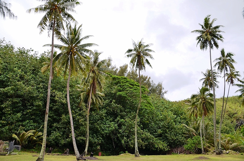 176_French_Polynesia_Gambier_Islands_Aukena.JPG