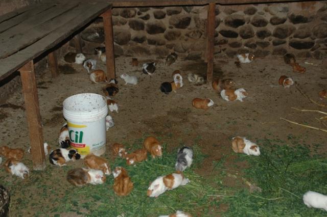 255_Peru_Delikatesse_Meerschweinchen.JPG