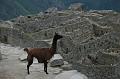 315_Peru_Inkatrail_Machu_Picchu_Lama